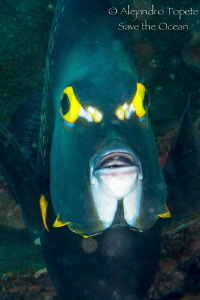 French angel Fish, Veracruz Mexico by Alejandro Topete 